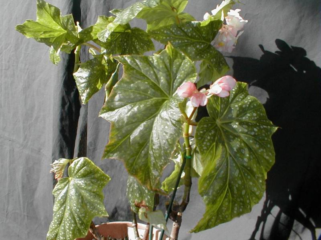 B. ‘Chrisostomos’